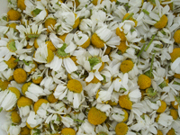 Essential Oil Chamomile